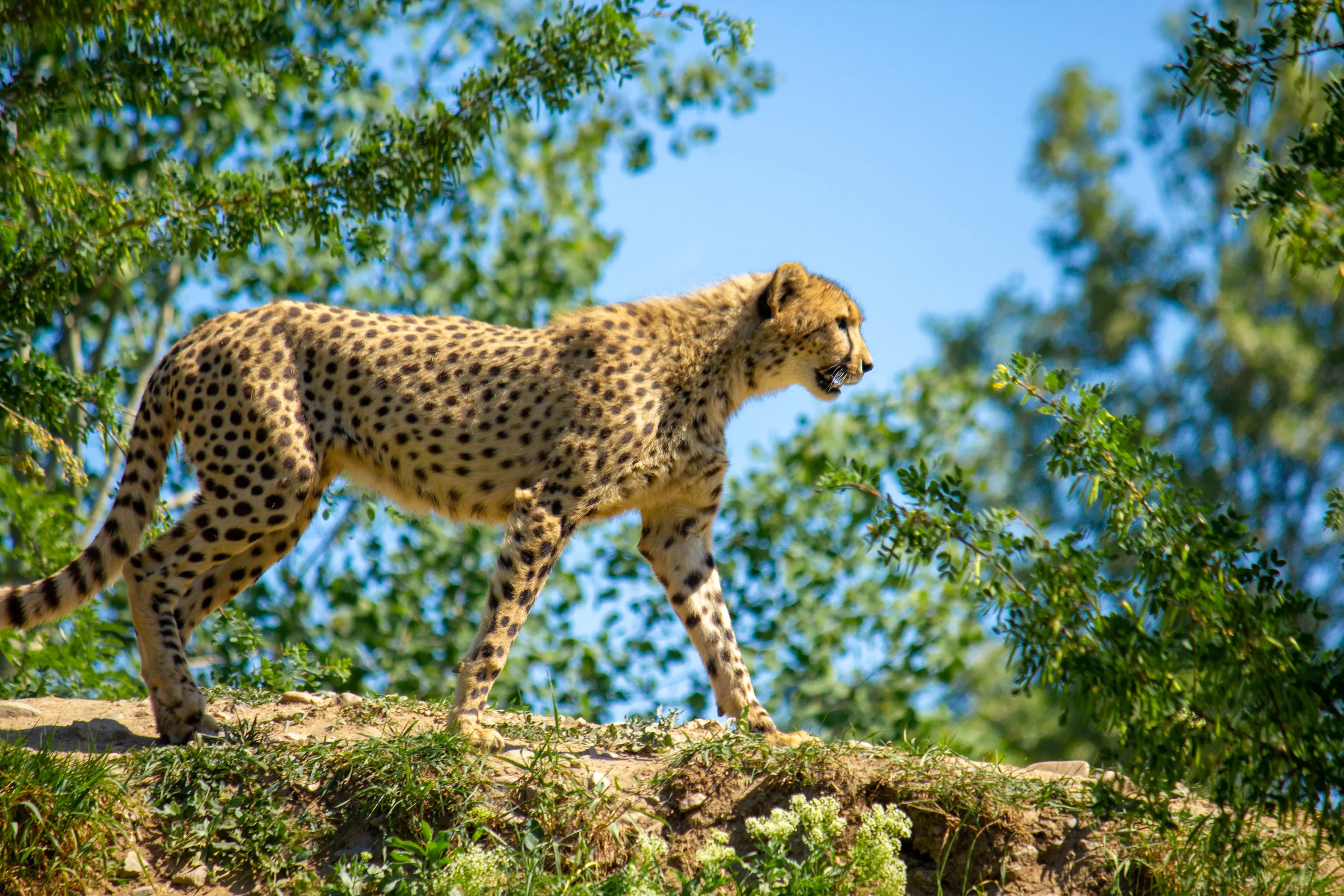 Serengeti safari wildlife view